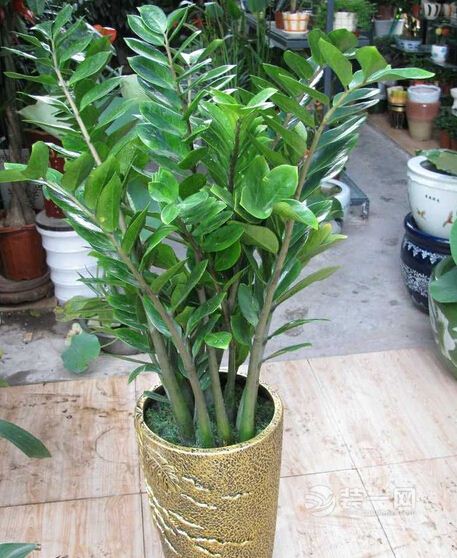 客厅适合放什么植物?摆放这10种植物财运挡都